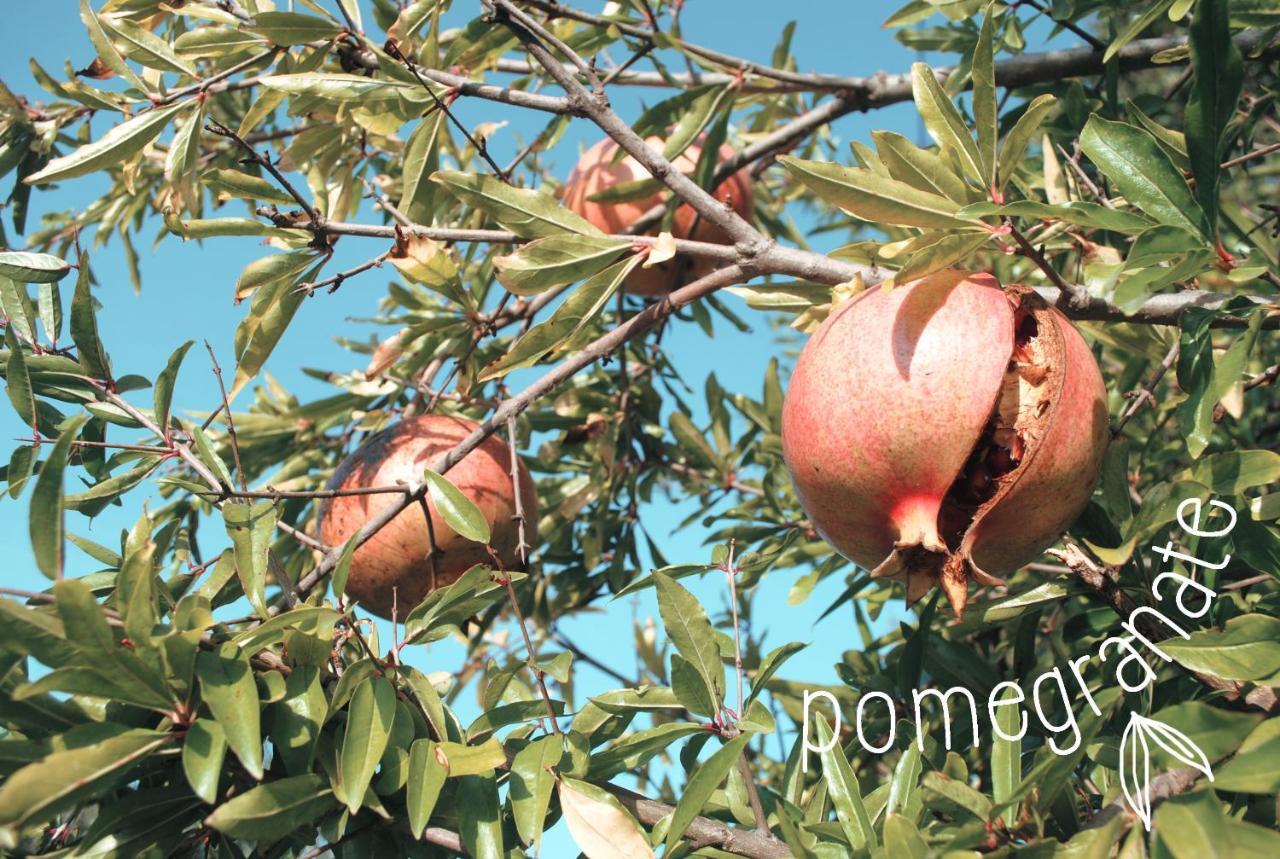 La Quercia Ξενοδοχείο Άντζιο Εξωτερικό φωτογραφία